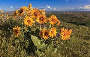 Cluster of yellow daisies with crops on the farmland in the distance, Palouse, Washington, USA Cluster of yellow daisies with crops on the farmland in the distance, Palouse, Washington, USA