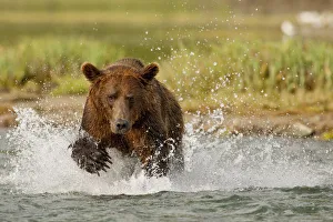 Coastal Grizzly Boar Fishing At Geographic Harbor, Katmai National Park, Alaska Coastal Grizzly Boar Fishing At Geographic Harbor, Katmai National Park, Alaska