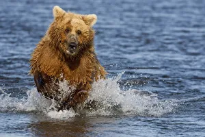 Coastal Grizzly Fishing In Hallo Bay Katmai National Park, Alaska Coastal Grizzly Fishing In Hallo Bay Katmai National Park, Alaska