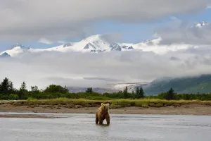 Coastal Grizzly Sow Fishing At Hallo Bay Katmai National Park, Alaska Coastal Grizzly Sow Fishing At Hallo Bay Katmai National Park, Alaska
