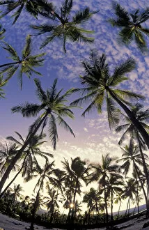Images Dated 20th April 2007: Coconut Palm Tree Grove At Pu uhonua O Honaunau National Historical Park; South Kona