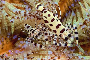 Two Coleman Shrimp Clear Section Of Fire Urchin, Of Tube Feet And Spines Two Coleman Shrimp Clear Section Of Fire Urchin, Of Tube Feet And Spines