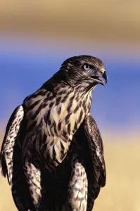 Colorado, Northern Goshawk (Accipiter Gentilis), First Year Male Colorado, Northern Goshawk (Accipiter Gentilis), First Year Male