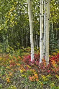 Colorful View Of Aspen Tree Trunks And Fall Foliage On The Kenai Pennensula In Southcentral, Alaska Colorful View Of Aspen Tree Trunks And Fall Foliage On The Kenai Pennensula In Southcentral, Alaska
