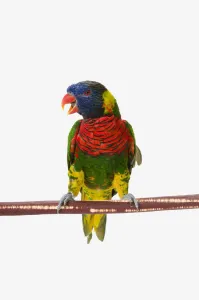 A colourful lorikeet parrot on a white background; St. albert, alberta, canada A colourful lorikeet parrot on a white background; St. albert, alberta, canada