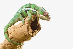 Colourful Panther Chameleon (Furcifer Pardalis) On A White Background; St. Albert, Alberta, Canada Colourful Panther Chameleon (Furcifer Pardalis) On A White Background; St. Albert, Alberta, Canada