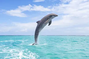 Common Bottlenose Dolphin Jumping out of Water, Caribbean Sea, Roatan, Bay Islands, Honduras Common Bottlenose Dolphin Jumping out of Water, Caribbean Sea, Roatan, Bay Islands, Honduras