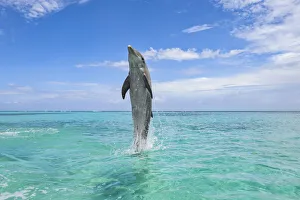 Common Bottlenose Dolphin Swimming Backwards on Tail, Caribbean Sea, Roatan, Bay Islands, Honduras Common Bottlenose Dolphin Swimming Backwards on Tail, Caribbean Sea, Roatan, Bay Islands, Honduras