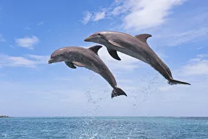 Common Bottlenose Dolphins Jumping in Air, Caribbean Sea, Roatan, Bay Islands, Honduras Common Bottlenose Dolphins Jumping in Air, Caribbean Sea, Roatan, Bay Islands, Honduras