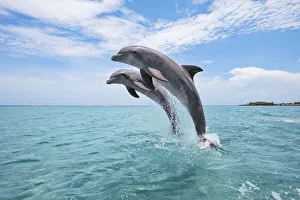 Common Bottlenose Dolphins Jumping out of Water, Caribbean Sea, Roatan, Bay Islands, Honduras Common Bottlenose Dolphins Jumping out of Water, Caribbean Sea, Roatan, Bay Islands, Honduras