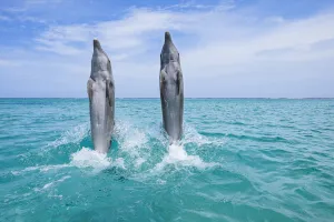 Common Bottlenose Dolphins Swimming Backwards on their Tails, Caribbean Sea, Roatan, Bay Islands, Honduras Common Bottlenose Dolphins Swimming Backwards on their Tails, Caribbean Sea, Roatan, Bay Islands, Honduras