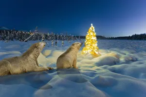 Composite Polar Bear Sow And Cub And Christmas Tree On Snow Covered Tundra At Twilight Composite Polar Bear Sow And Cub And Christmas Tree On Snow Covered Tundra At Twilight