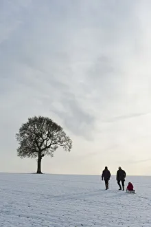 Couple Pulling Child On Sledge Up Hill Covered In Snow Towards Solitary Oak Tree, Petersfield, Hants, Uk Couple Pulling Child On Sledge Up Hill Covered In Snow Towards Solitary Oak Tree, Petersfield, Hants, Uk