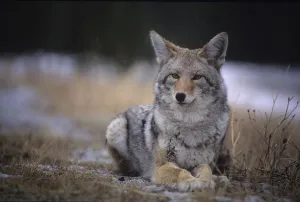 Coyote Resting In Winter Grass, Snowing Lightly, Kananaskis, Alberta Coyote Resting In Winter Grass, Snowing Lightly, Kananaskis, Alberta