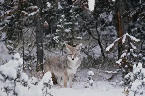 Coyote in Winter Yellowstone National Park Wyoming, USA Coyote in Winter Yellowstone National Park Wyoming, USA