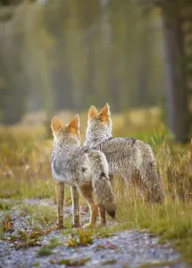 Two Coyotes (Canis Latrans); Canmore, Alberta, Canada Two Coyotes (Canis Latrans); Canmore, Alberta, Canada