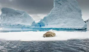 Crabeater seal resting on ice in the Errera Channel of the Antarctic Crabeater seal resting on ice in the Errera Channel of the Antarctic