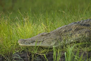 Liwonde Collection: Crocodile On The Banks Of The Shire River, Liwonde National Park; Malawi