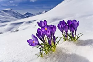 Images Dated 17th April 2007: Crocus Flower Peeking Up Through The Snow. Spring. Southcentral Alaska