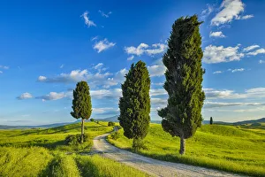 Cypress trees along country road, through green fields. Pienza, Val dŽOrcia, Siena Province, Tuscany, Italy Cypress trees along country road, through green fields. Pienza, Val dŽOrcia, Siena Province, Tuscany, Italy