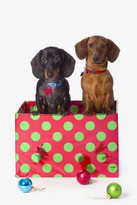 Two Dachshund Puppies Inside A Polka Dot Christmas Gift Box Two Dachshund Puppies Inside A Polka Dot Christmas Gift Box