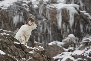 Dall Sheep Ram Stands On A Rocky Cliff With Icicles Above Seward Highway, Chugach Mountains, Turnagain Arm Dall Sheep Ram Stands On A Rocky Cliff With Icicles Above Seward Highway, Chugach Mountains, Turnagain Arm