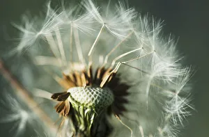 Dandelion Seed Head; Astoria, Oregon, United States Of America Dandelion Seed Head; Astoria, Oregon, United States Of America