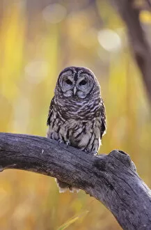 Images Dated 17th September 1998: Dark Eyed Barred Owl (Strix Varia) perching on cottonwood tree; North America