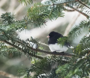 Dark-Eyed Junco On A Spruce Tree; Ontario, Canada Dark-Eyed Junco On A Spruce Tree; Ontario, Canada