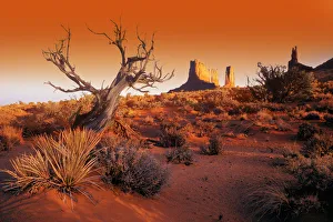 Dead Tree In Desert Monument Valley, United States Of America Dead Tree In Desert Monument Valley, United States Of America
