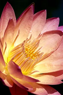 Detailed Image Of Pink Water Lily With Yellow Inside, Extreme Close-Up Detailed Image Of Pink Water Lily With Yellow Inside, Extreme Close-Up