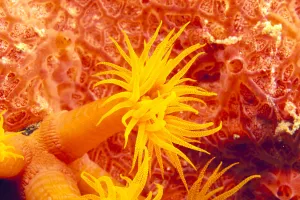 Detailed View Of Orange Tube Coral (Tubastrea Faulneri) Detailed View Of Orange Tube Coral (Tubastrea Faulneri)