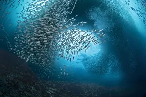Divers and massive school of sardines in the waters off of Moalboal in Cebu, Philippines Divers and massive school of sardines in the waters off of Moalboal in Cebu, Philippines