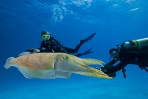 Divers On Underwater Scooters And A Common Cuttlefish (Sepia Officinalis); Palau Divers On Underwater Scooters And A Common Cuttlefish (Sepia Officinalis); Palau
