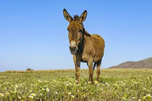 Donkey, Oia, Santorini Island, Cyclades Islands, Greek Islands, Greece Donkey, Oia, Santorini Island, Cyclades Islands, Greek Islands, Greece