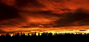 Dramatic colourful sky with a row silhouetted trees in the foreground; Calgary, Alberta, Canada Dramatic colourful sky with a row silhouetted trees in the foreground; Calgary, Alberta, Canada