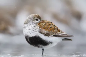 Dunlin Roosting With Western Sandpipers On Mudflats Of Hartney Bay, Near Cordova Dunlin Roosting With Western Sandpipers On Mudflats Of Hartney Bay, Near Cordova