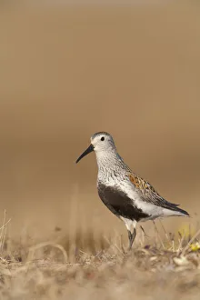 Dunlin Standing On Tundra Of Arctic Breeding Grounds Of The Arctic Coastal Plain Dunlin Standing On Tundra Of Arctic Breeding Grounds Of The Arctic Coastal Plain