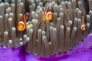 As you move East, the Western clown anemonefish (Amphiprion ocellaris), pictured here As you move East, the Western clown anemonefish (Amphiprion ocellaris), pictured here