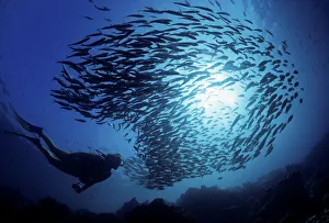 Ecuador, Diver and schooling Black Striped Salema (Xenocys Jessiae); Galapagos Islands Ecuador, Diver and schooling Black Striped Salema (Xenocys Jessiae); Galapagos Islands