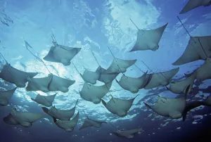 Ecuador, vie from below; Galapagos Islands, School of Cownose Rays (Rhinoptera Steindachneri) Ecuador, vie from below; Galapagos Islands, School of Cownose Rays (Rhinoptera Steindachneri)
