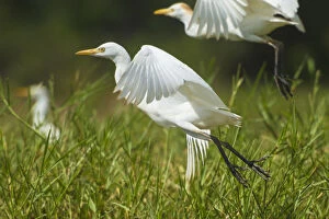 Liwonde Collection: Egrets Taking Flight, Liwonde National Park; Malawi
