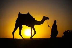 An Egyptian Man Silhouetted By The Setting Sun, Leads A Camel Across The Desert; Cairo An Egyptian Man Silhouetted By The Setting Sun, Leads A Camel Across The Desert; Cairo