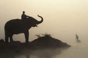 An Elephant With Its Mahout Stand At The Edge Of The Rapti River Near Sauraha And Chitwan National Park As A Man Pushes An Elephant With Its Mahout Stand At The Edge Of The Rapti River Near Sauraha And Chitwan National Park As A Man Pushes