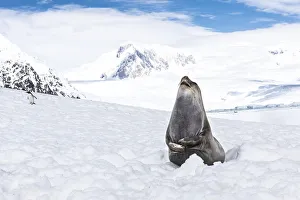 Elephant Seal (Mirounga Leonina) Laughing, Neko Harbour; Antarctica Elephant Seal (Mirounga Leonina) Laughing, Neko Harbour; Antarctica