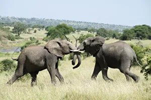 Elephants Sparring In Tarangire National Park; Tanzania Elephants Sparring In Tarangire National Park; Tanzania
