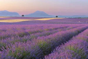 English Lavender Fields, Valensole, Valensole Plateau, Alpes-de-Haute-Provence, Provence-Alpes-Cote dŽAzur, Provence English Lavender Fields, Valensole, Valensole Plateau, Alpes-de-Haute-Provence, Provence-Alpes-Cote dŽAzur, Provence