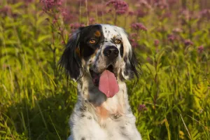 English Setter In Late Summer Vegetation; Waterford, Connecticut, United States Of America English Setter In Late Summer Vegetation; Waterford, Connecticut, United States Of America