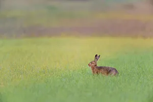 European Brown Hare (Lepus europaeus) in Grain Field, Gunzenhausen, Weissenburg-Gunzenhausen, Bavaria, Germany European Brown Hare (Lepus europaeus) in Grain Field, Gunzenhausen, Weissenburg-Gunzenhausen, Bavaria, Germany