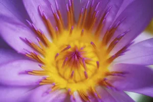 Extreme Close-Up Purple Water Lily Blossom With Yellow Center Detail, Soft Focus Extreme Close-Up Purple Water Lily Blossom With Yellow Center Detail, Soft Focus